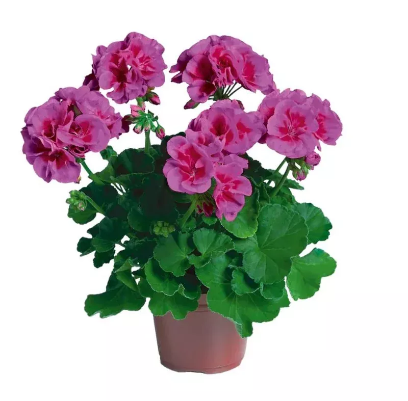 4-lavender-geranium-live-plants-hardy-fragrant-flower-4-9-inch-tall 4 Lavender Geranium Live Plants – Hardy Fragrant Flower, 4-9 Inch Tall