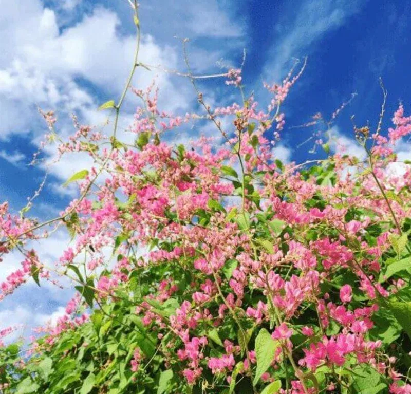4-mexican-creeper-live-plants-pink-flowering-vine-starter-4-6-tall-fast-growing- 4 Mexican Creeper Live Plants – Pink Flowering Vine Starter, 4-6″ Tall, Fast Growing Outdoor