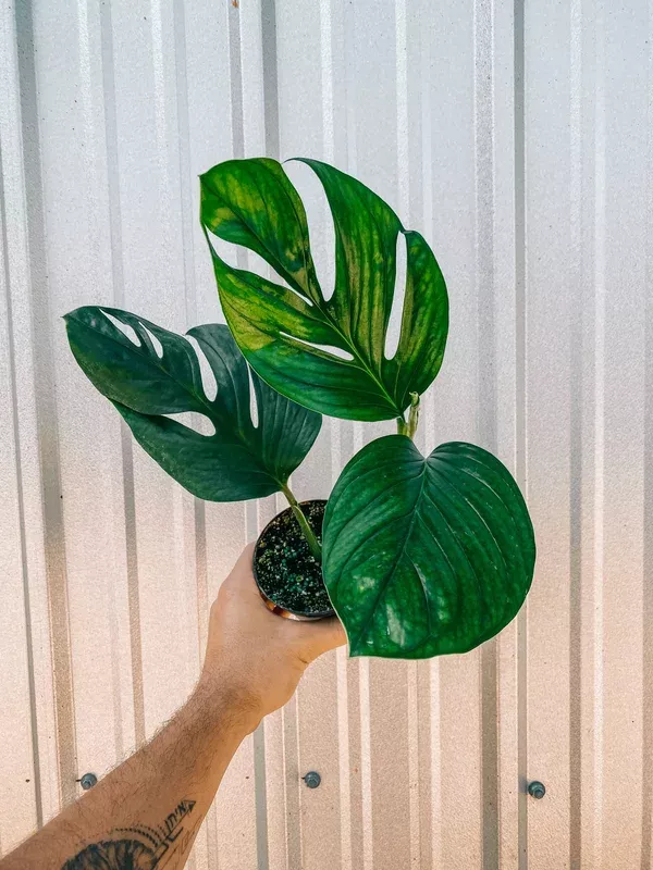 4″ Monstera ‘Pinnatipartita’