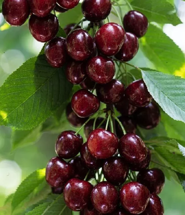 4 Pack Black Cherry Trees Live Plants – Sweet Dark Cherries – 12-20 Inch Tall Dormant Bareroot