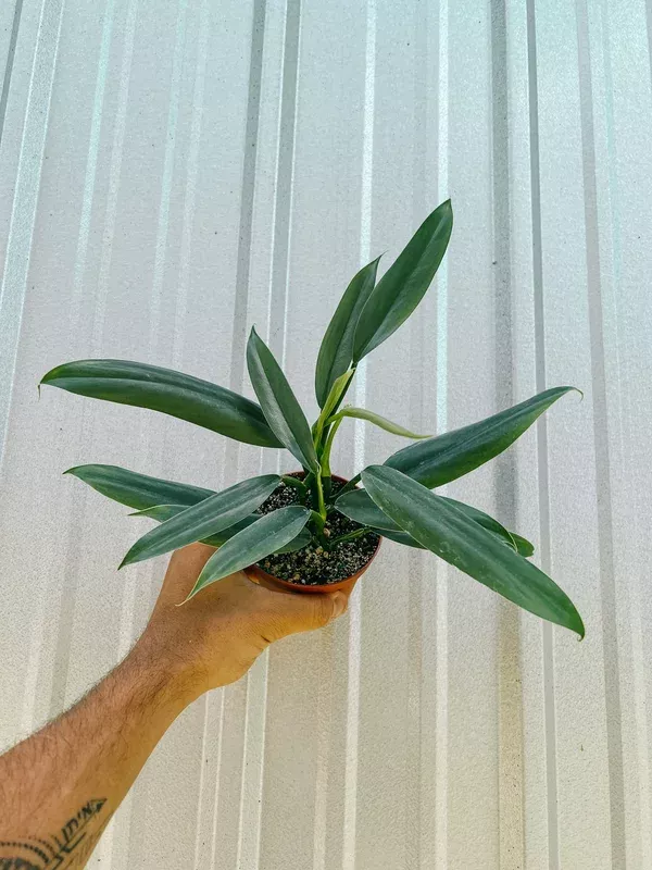 4″ Philodendron ‘Silver Sword’ (Narrow Form)