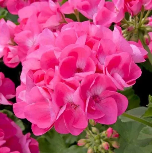 4 Pink Geranium Live Plants – Pelargonium Flower – 4 to 9 Inch Tall