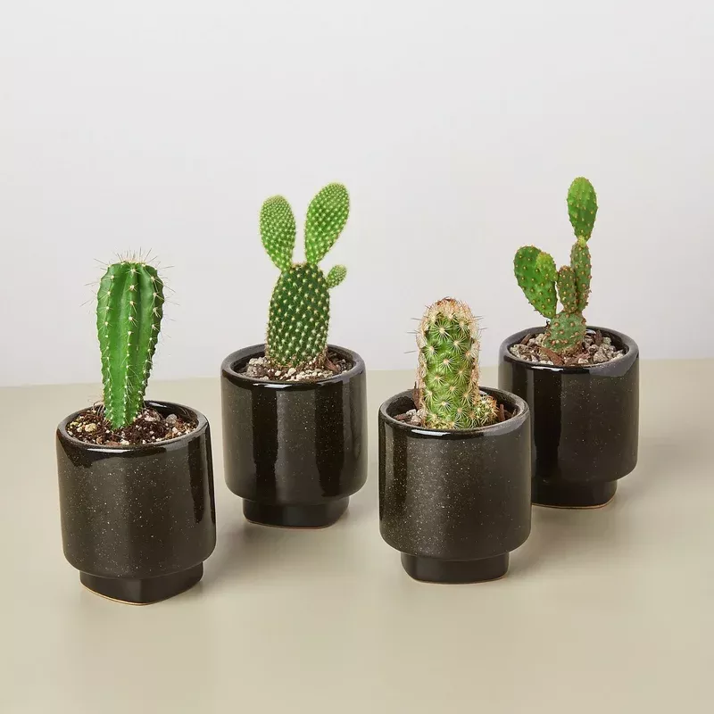 4 Pre Potted Cacti Variety Pack – 3.0″ Pot