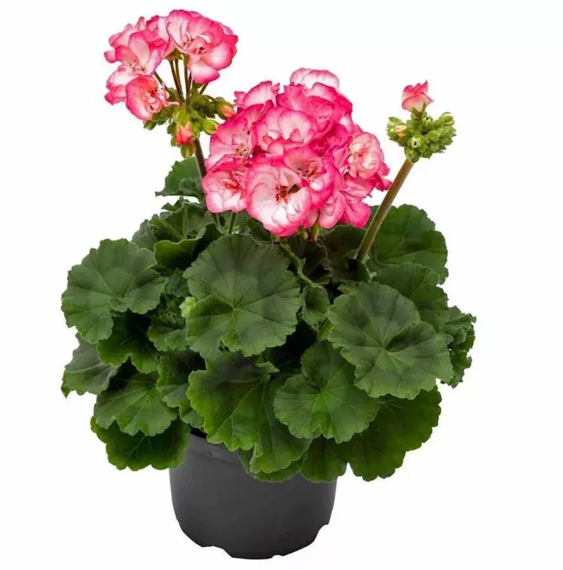 4 Rose Mega Splash Geraniums Live Plant – Hardy Fragrant Flower, 4-9 Inch Tall