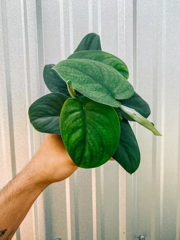 4″ Scindapsus ‘Jade Satin’