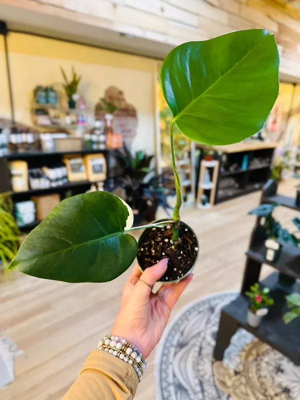 4″ Sport Albo Monstera