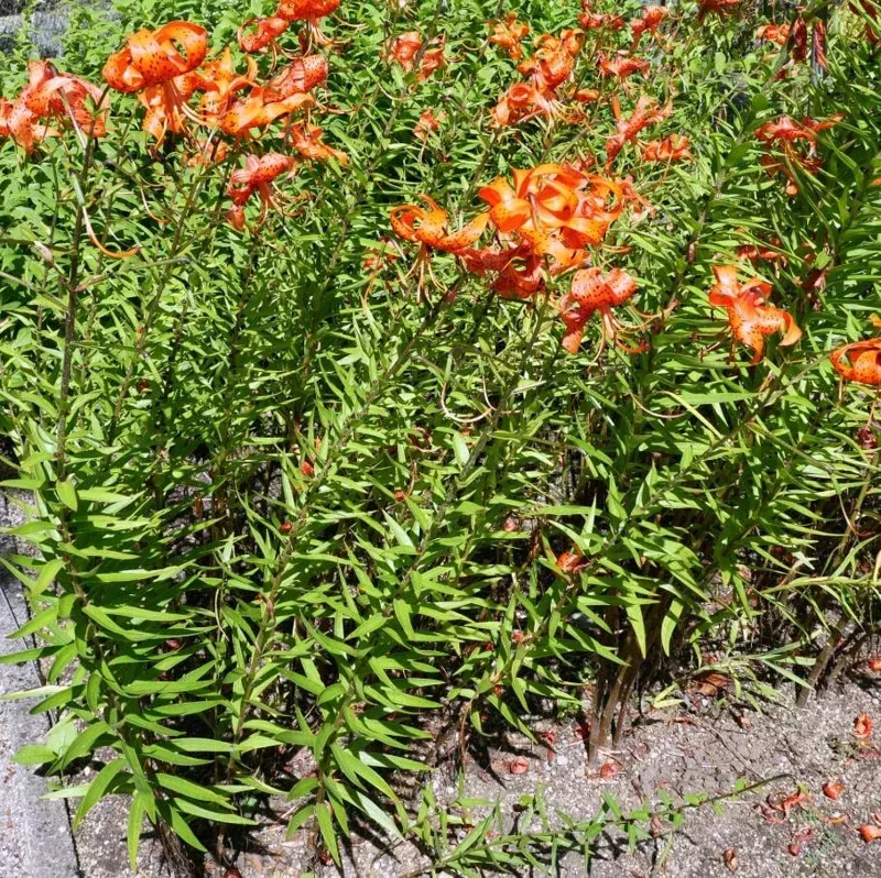 4 Tiger Lily Bulbs (Lilium lancifolium ‘Splendens’) – Large 14-16cm Orange Lilies