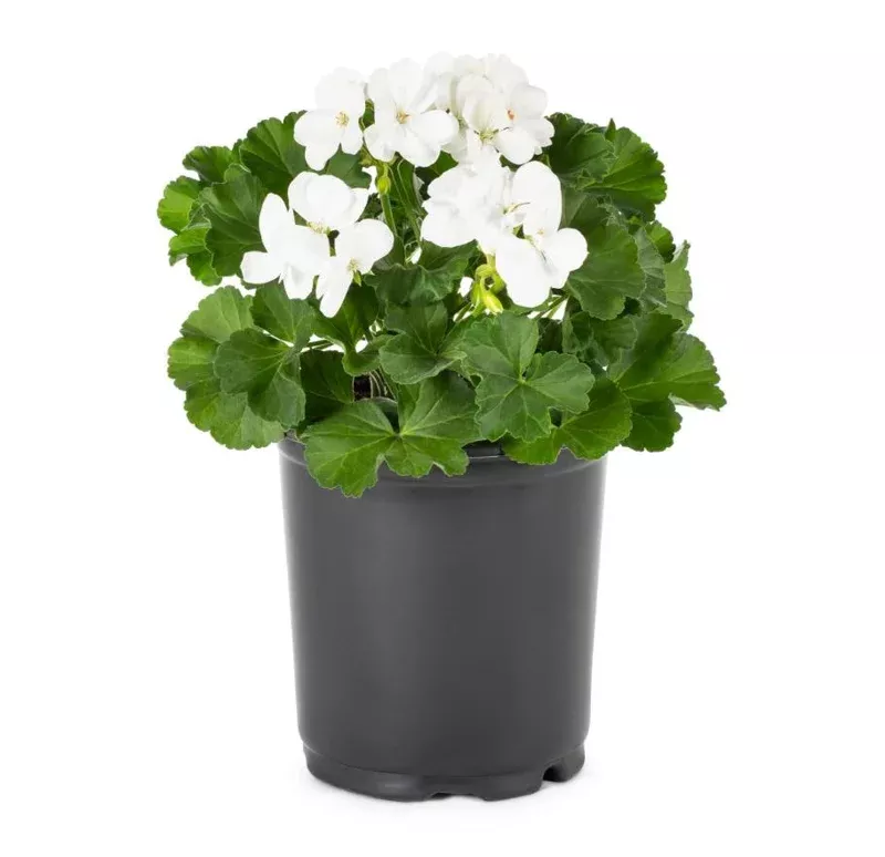 4 White Geranium Live Plants – Pelargonium Flower – Hardy & Fragrant – 4-9 Inch Tall