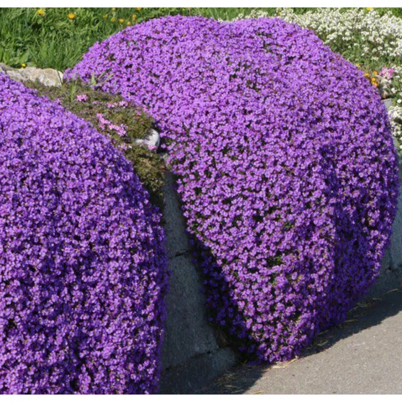 4000 Creeping Thyme Seeds – Groundcover Thymus Serpyllum Perennial