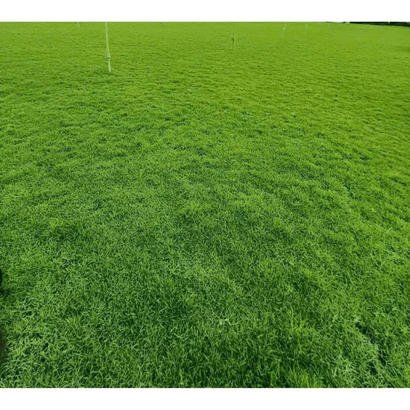 4000 Emerald Zoysia Grass Seeds – Warm Season Lawn Grass