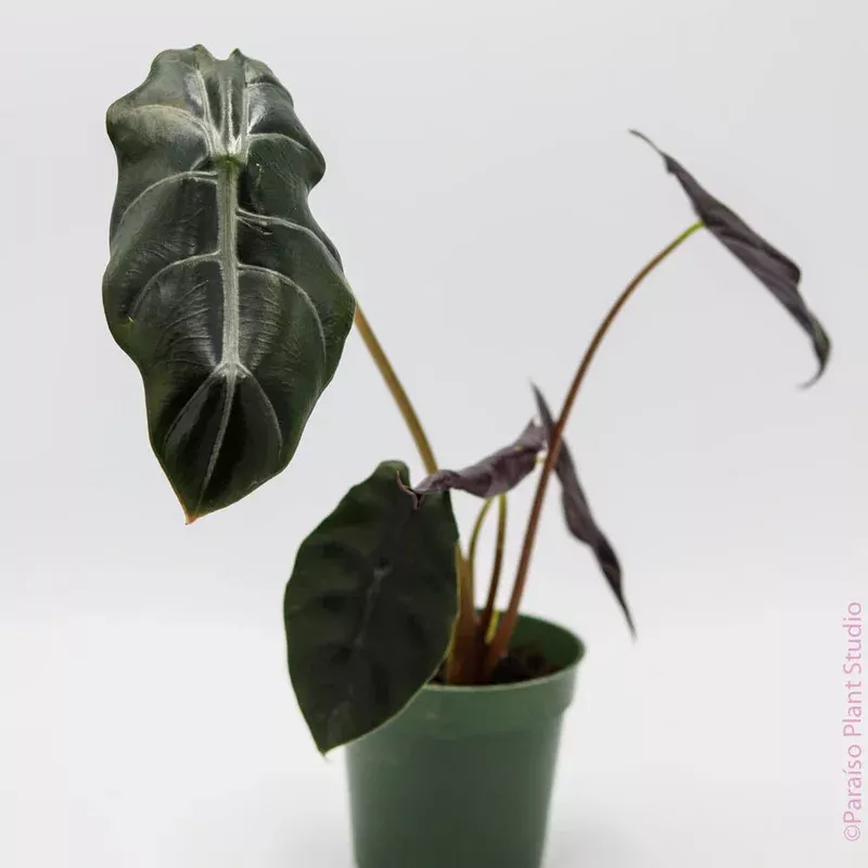 4in Alocasia Chantrieri