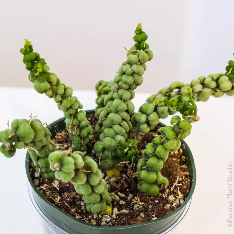 4in Dischidia Nummularia ‘Dragon Jade’