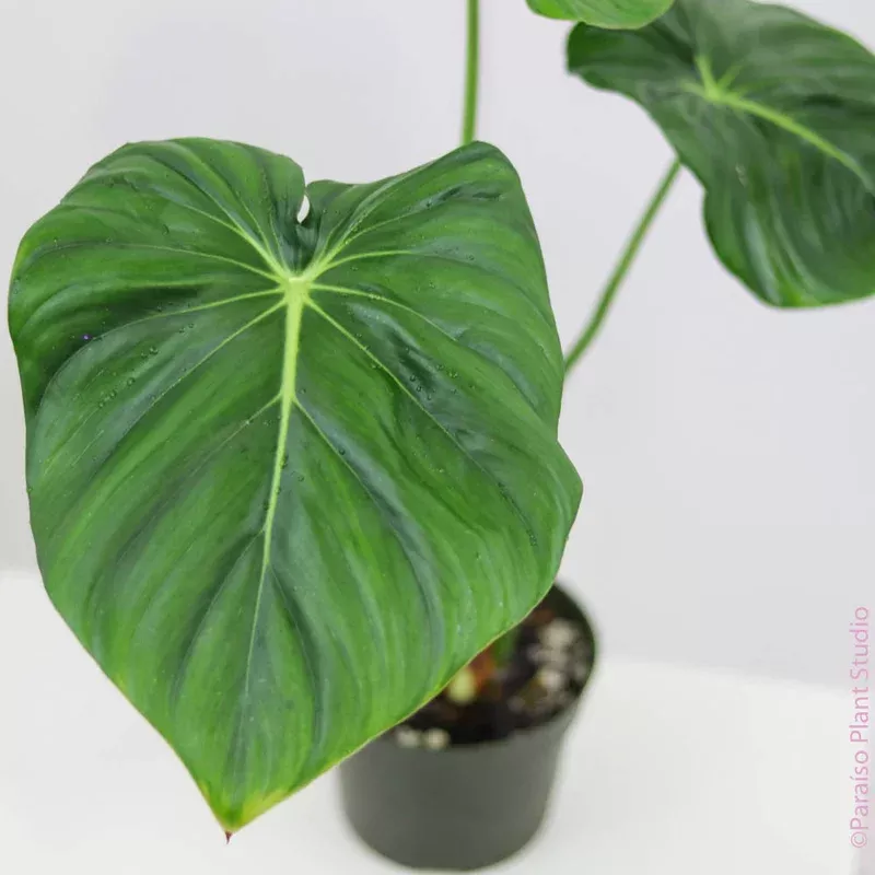 4in-philodendron-pastazanum 4in Philodendron Pastazanum