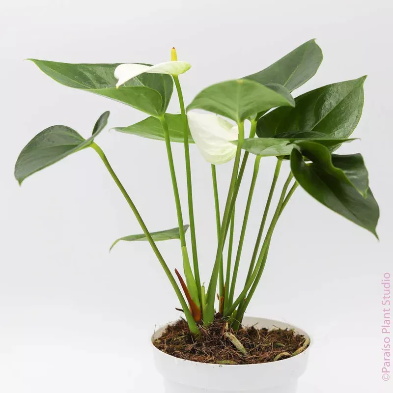 4in-white-anthurium 4in White Anthurium