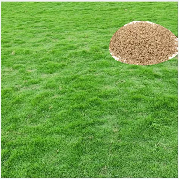 5,000 Emerald Zoysia Grass Seeds for Lawn – Durable & Ornamental Grass