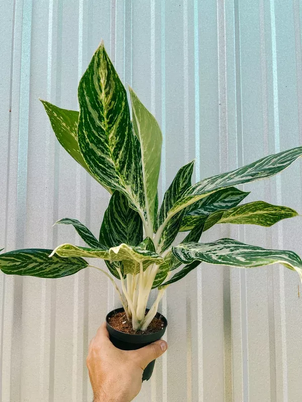 5″ Aglaonema ‘Golden Madonna’