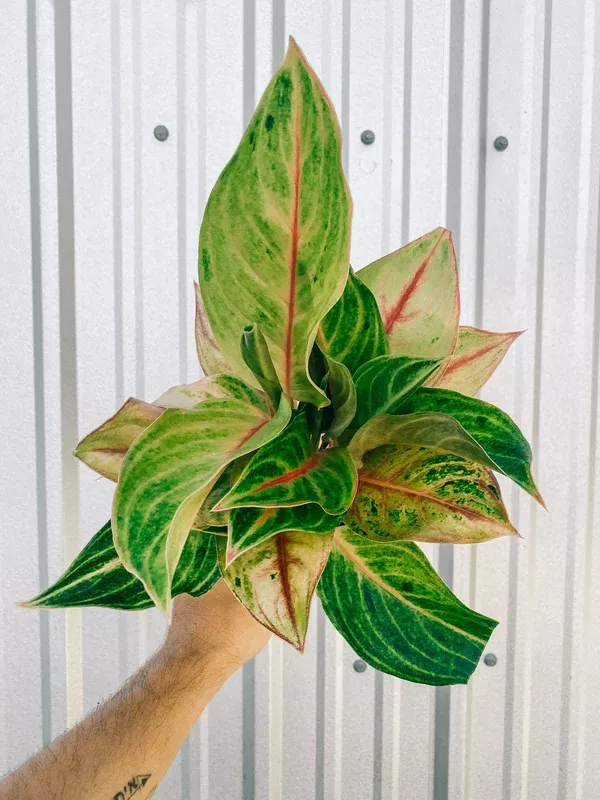 5″ Aglaonema ‘Golden Papaya’