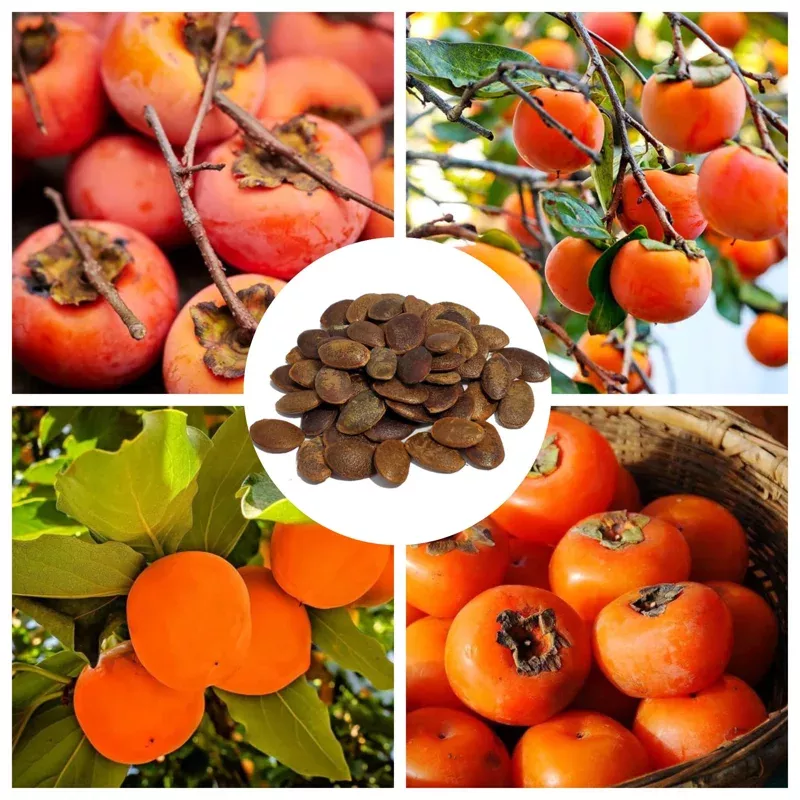 5-american-persimmon-tree-seeds-planting-edible-fruit-outdoor 5 American Persimmon Tree Seeds for Planting – Edible Fruit, Outdoor