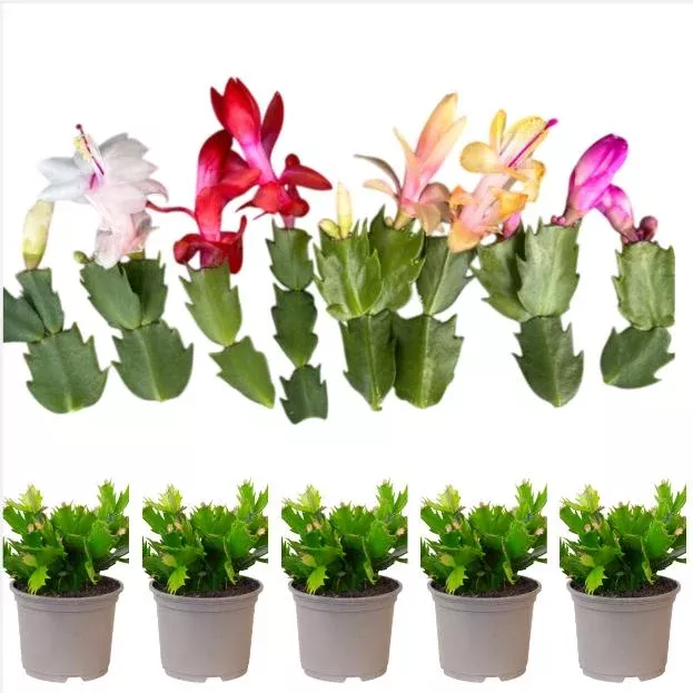 5-assorted-christmas-cactus-live-plants-schlumbergera-holiday-flowers-5-7-inches 5 Assorted Christmas Cactus Live Plants, Schlumbergera Holiday Flowers, 5-7 inches Tall