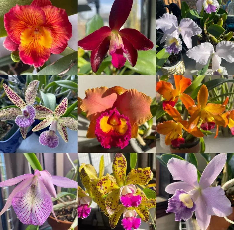 5-assorted-live-orchid-plants-cattleya-oncidium-dendrobium-vanda-phalaenopsis-ty 5 Assorted Live Orchid Plants – Cattleya, Oncidium, Dendrobium, Vanda, Phalaenopsis Types – Bare Root