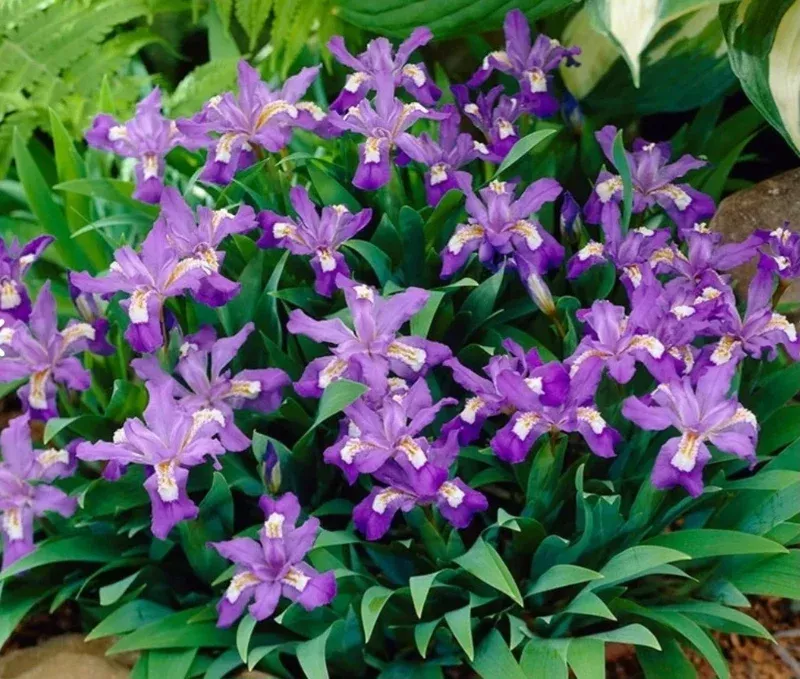 5-dwarf-crested-iris-root-bulbs-easy-care-perennial-flowers-gardens 5 Dwarf Crested Iris Root Bulbs – Easy Care Perennial Flowers for Gardens