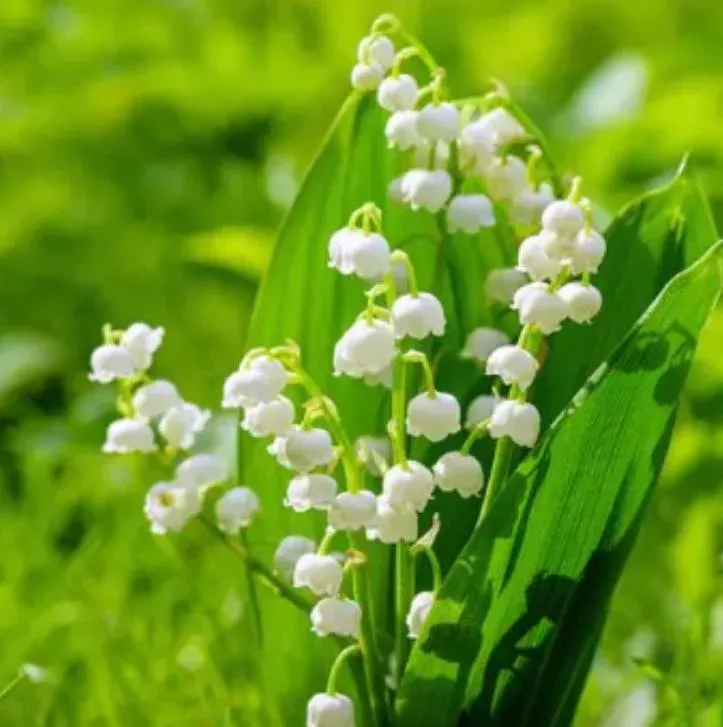 5-lily-valley-bare-roots-convallaria-majalis-fragrant-shade-perennial-flowers 5 Lily of the Valley Bare Roots – Convallaria majalis – Fragrant Shade Perennial Flowers