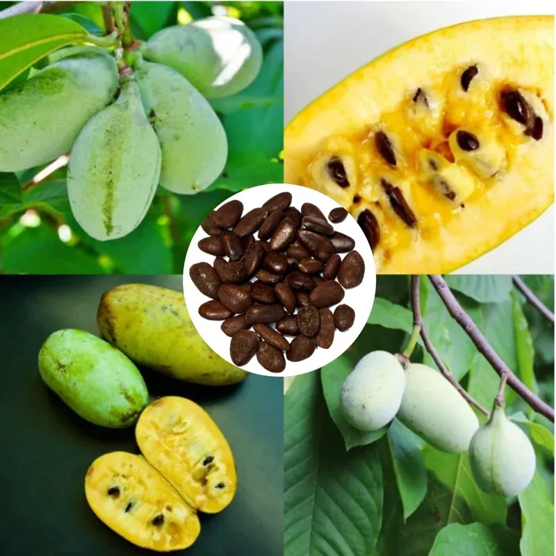 5-pawpaw-tree-seeds-grow-deciduous-fruit-trees-outdoor-garden 5 PawPaw Tree Seeds – Grow Deciduous Fruit Trees for Outdoor Garden