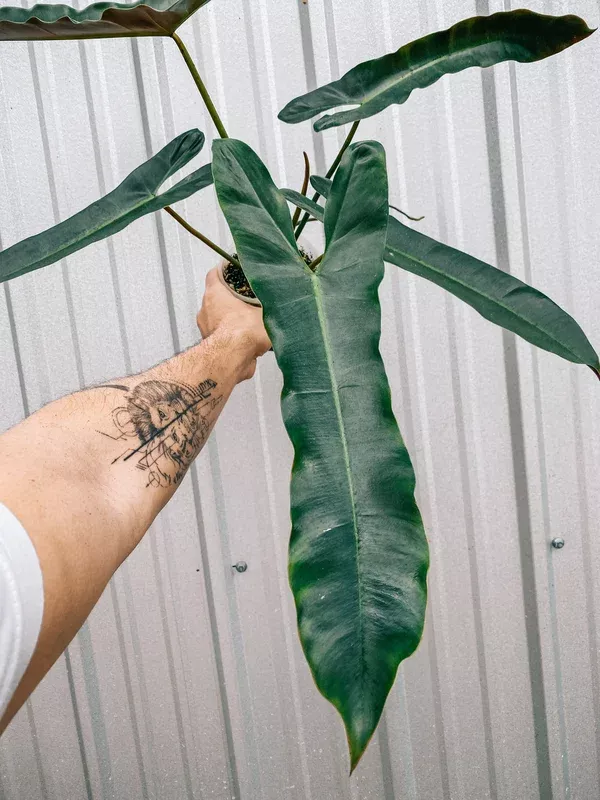 5″ Philodendron ‘Atabapoense’