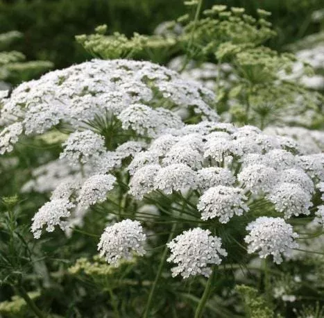 5-queen-anne-s-lace-bare-roots-white-perennial-wildflower-plants 5 Queen Anne’s Lace Bare Roots – White Perennial Wildflower Plants