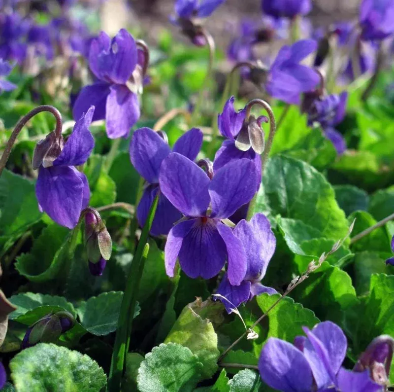 50-common-blue-violet-seeds-viola-sororia-seeds-planting 50 Common Blue Violet Seeds – Viola sororia Seeds for Planting