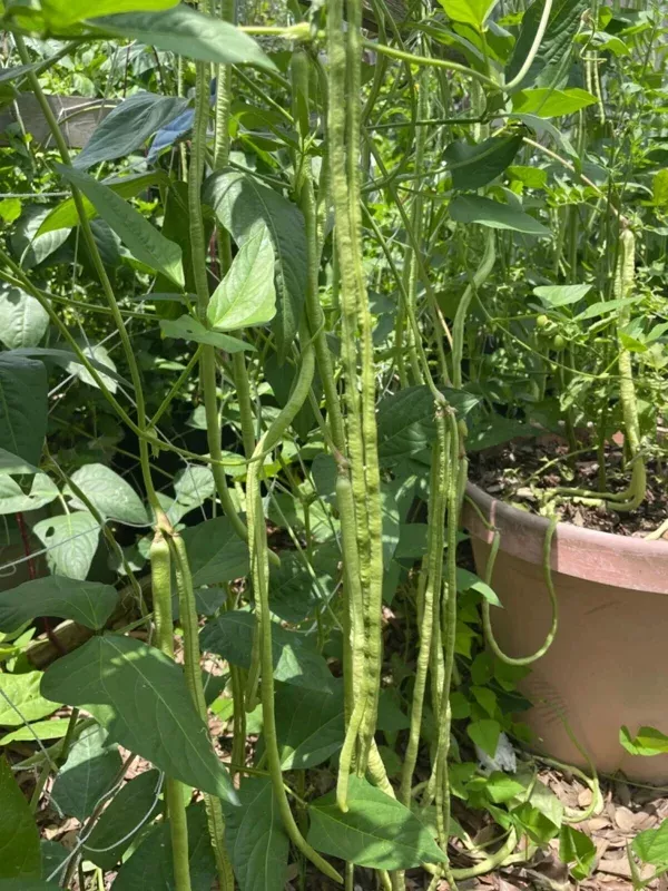 50-dark-green-yard-long-bean-seeds-chinese-asparagus-heirloom-climbing-vegetable 50 Dark Green Yard Long Bean Seeds – Chinese Asparagus Heirloom – Climbing Vegetable