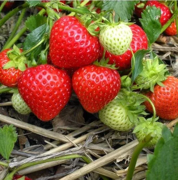 50-ozark-beauty-everbearing-strawberry-bare-roots-planting-large-fruit 50 Ozark Beauty Everbearing Strawberry Bare Roots for Planting – Large Fruit