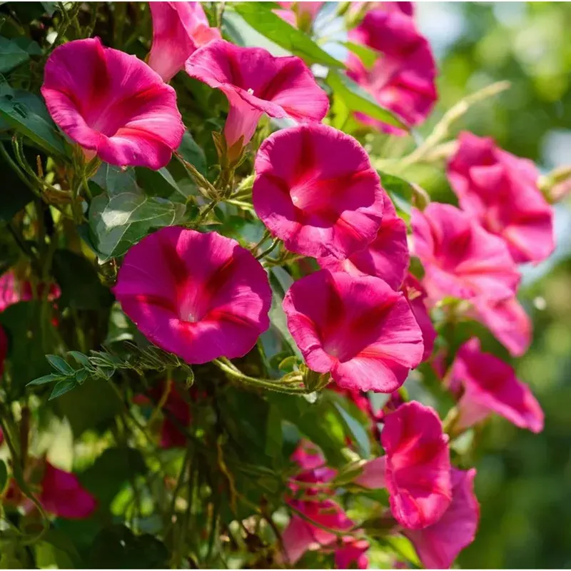 50-scarlet-o-hara-morning-glory-seeds-red-ipomoea-nil-vine-plant-garden 50 Scarlet O’Hara Morning Glory Seeds – Red Ipomoea Nil Vine Plant for Garden