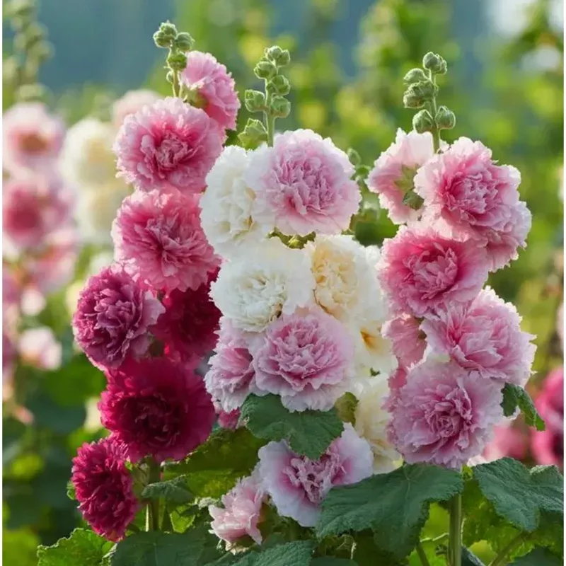 50-seeds-summer-carnival-hollyhock-mix-vibrant-double-blooms-garden 50 Seeds Summer Carnival Hollyhock Mix – Vibrant Double Blooms for Garden
