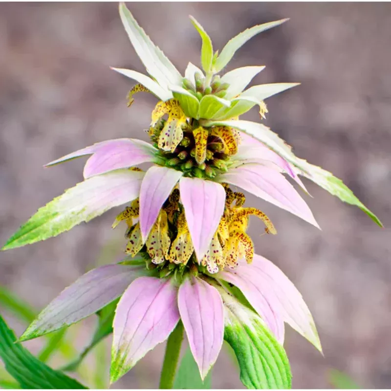 50-spotted-bee-balm-seeds-easy-grow-perennial-wildflower-gardens 50 Spotted Bee Balm Seeds – Easy Grow Perennial Wildflower for Gardens