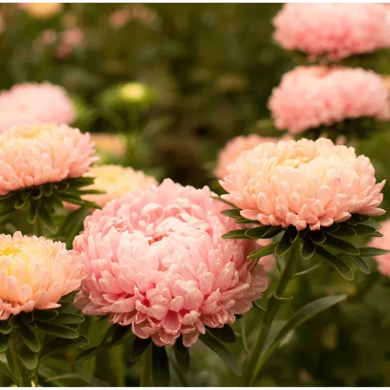 50-tower-chamois-aster-seeds-creamy-white-blooms-easy-grow-groundcover 50 Tower Chamois Aster Seeds – Creamy White Blooms, Easy Grow Groundcover