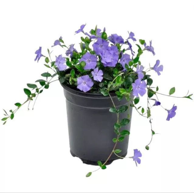 50-vinca-minor-live-plants-creeping-periwinkle-ground-cover-3-5-inch-tall 50 Vinca Minor Live Plants – Creeping Periwinkle Ground Cover, 3-5 Inch Tall