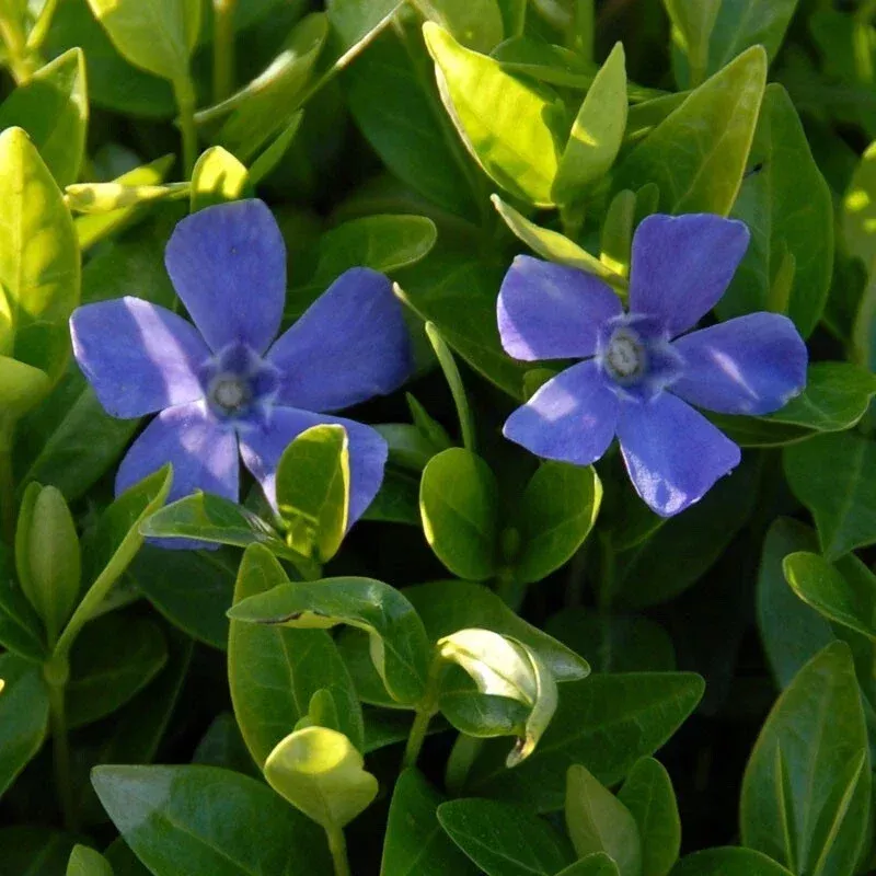 50-vinca-minor-live-plants-creeping-periwinkle-starters-4-6-inch-tall-violet-blu 50 Vinca Minor Live Plants – Creeping Periwinkle Starters – 4-6 Inch Tall – Violet Blue Bloom – Outdoor Groundcover