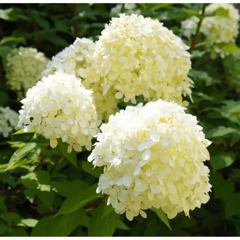 50-white-hydrangea-quercifolia-seeds-oakleaf-hydrangea-seeds-planting 50 White Hydrangea Quercifolia Seeds – Oakleaf Hydrangea Seeds for Planting