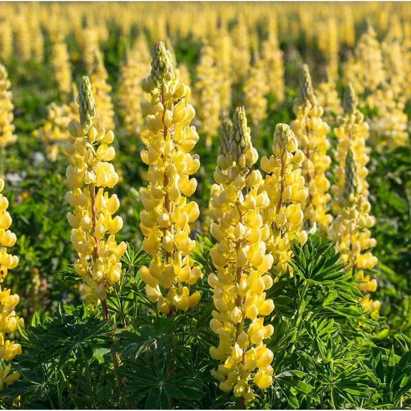50-yellow-lupine-seeds-planting-easy-grow-garden-flowers 50 Yellow Lupine Seeds for Planting – Easy Grow Garden Flowers