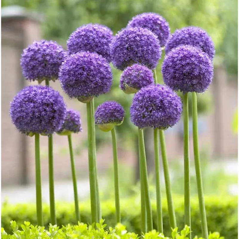 500-giant-allium-seeds-planting-purple-allium-flowers 500 Giant Allium Seeds for Planting – Purple Allium Flowers