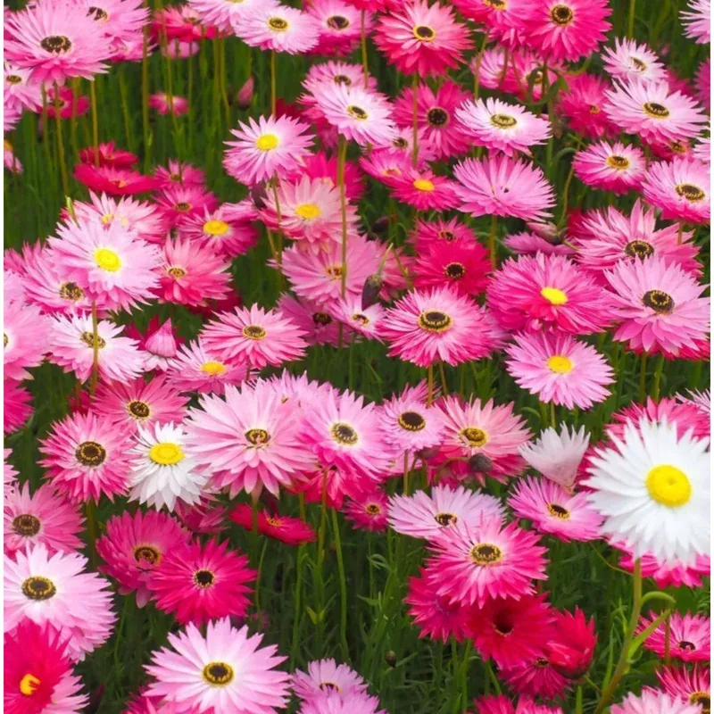 500-paper-daisy-seeds-helipterum-roseum-outdoor-garden-containers 500 Paper Daisy Seeds – Helipterum Roseum for Outdoor Garden & Containers