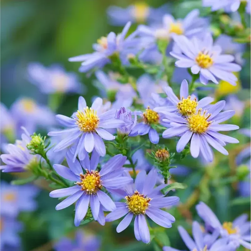 500-smooth-blue-aster-seeds-vibrant-blue-blooms-garden-planting 500 Smooth Blue Aster Seeds – Vibrant Blue Blooms for Garden Planting