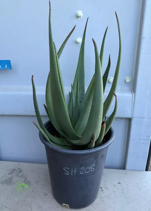 5gal-aloe-wickensii-sh208 5gal Aloe Wickensii SH208