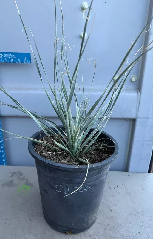 5gal-desert-spoon-sh200 5gal Desert Spoon SH200