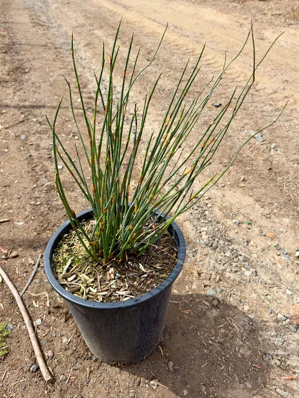 5gal-elegia-tectorum 5gal Elegia tectorum