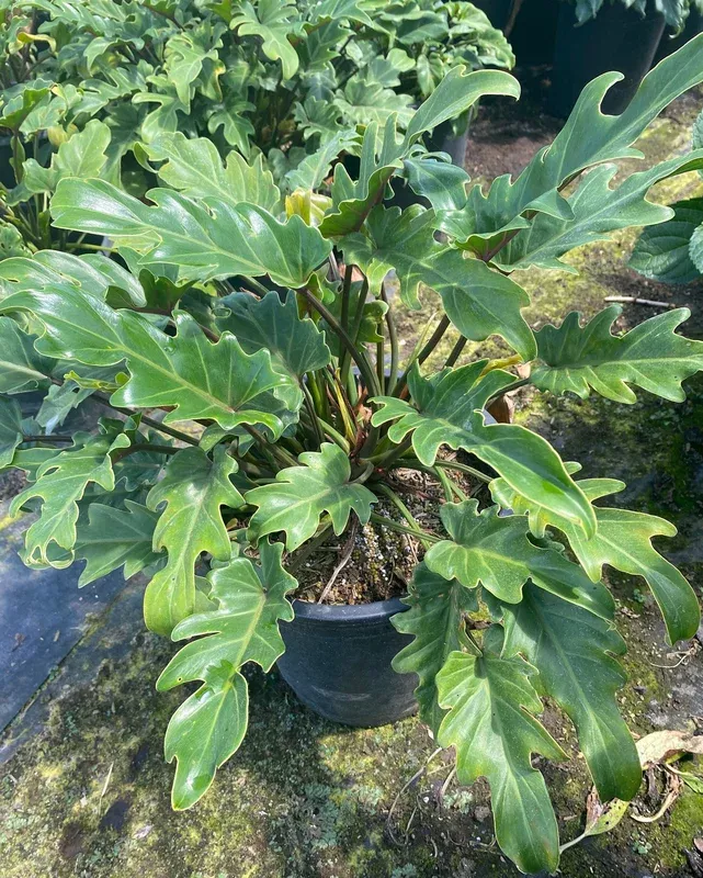5gal-xanadu-philodendron 5gal Xanadu Philodendron