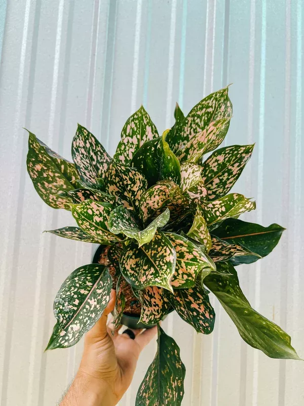 6-aglaonema-pink-dalmatian 6″ Aglaonema ‘Pink Dalmatian’