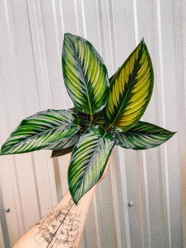 6-calathea-beauty-star 6″ Calathea ‘Beauty Star’