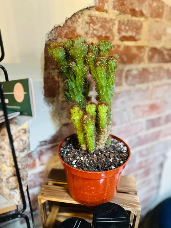 6-cereus-repandus-monstrose 6″ Cereus Repandus Monstrose